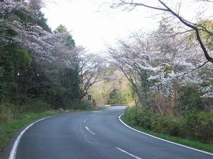 日本平さくら通り