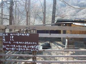 八ヶ岳ツーリング・猪