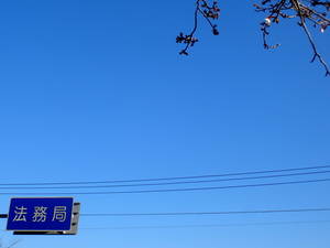 法務局の桜