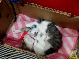 ダンボールの中にネコ