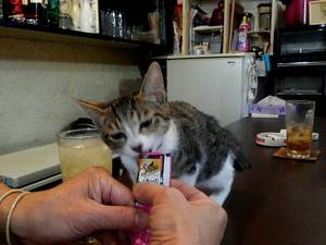 ネコとちゅーる