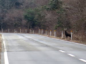 野生の鹿と遭遇