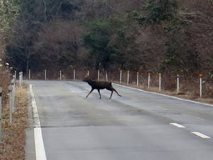 野生の鹿が道を横切る