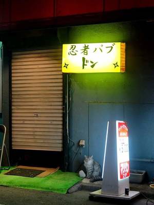 猫の日、忍者の日に会社設立